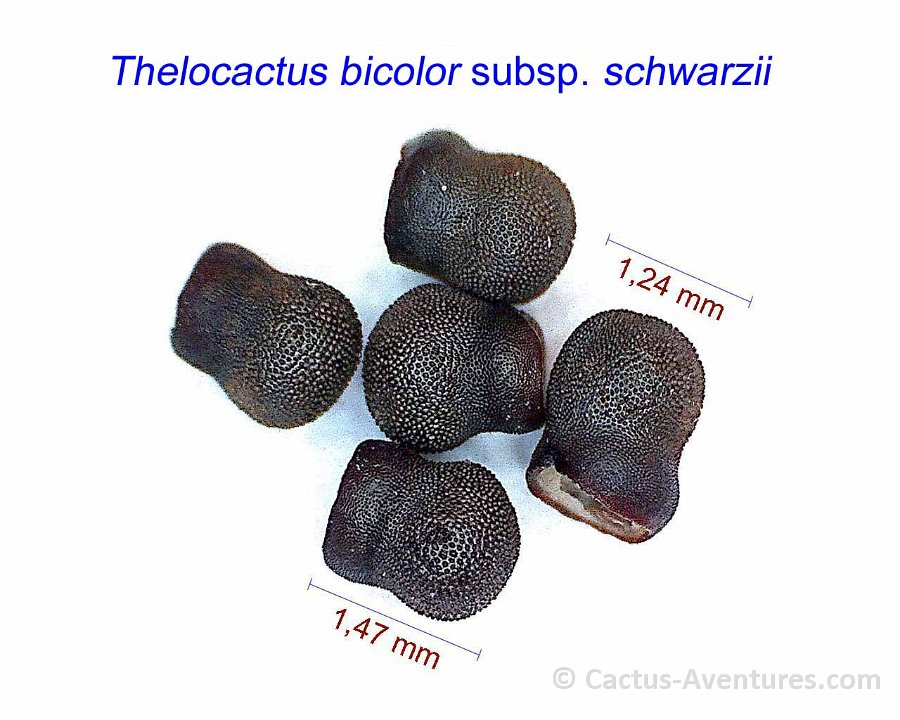 Thelocactus bicolor subsp. schwarzii